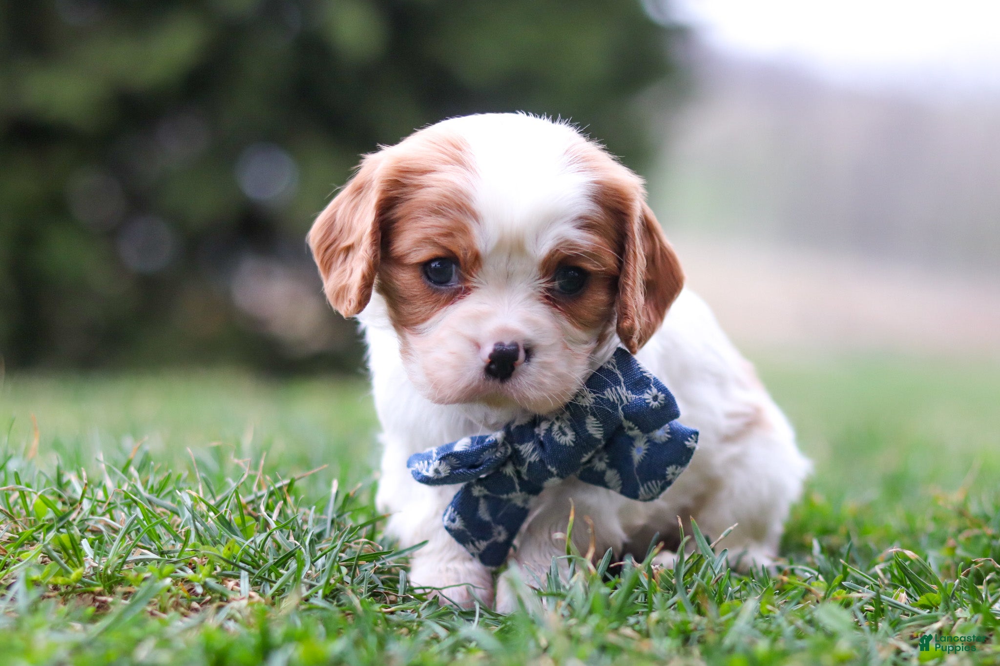 Cavalier King Charles Spaniel dogs Dane - Ad 1