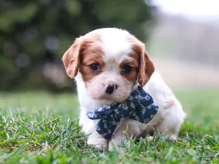 Cavalier King Charles Spaniel dogs for sale: Dane - Ad 2