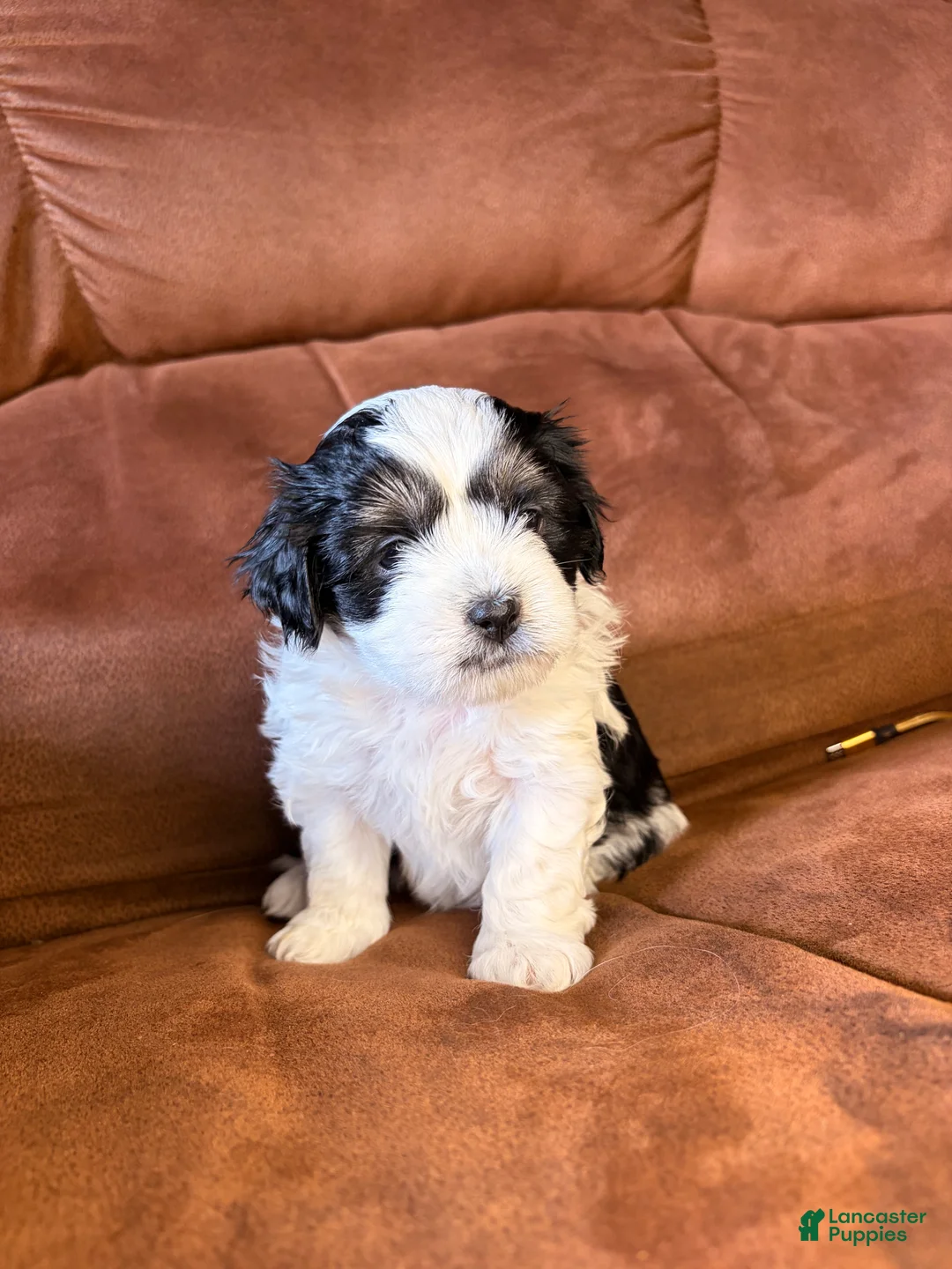 Mixed Breed dogs for sale: Daisy - Ad 2