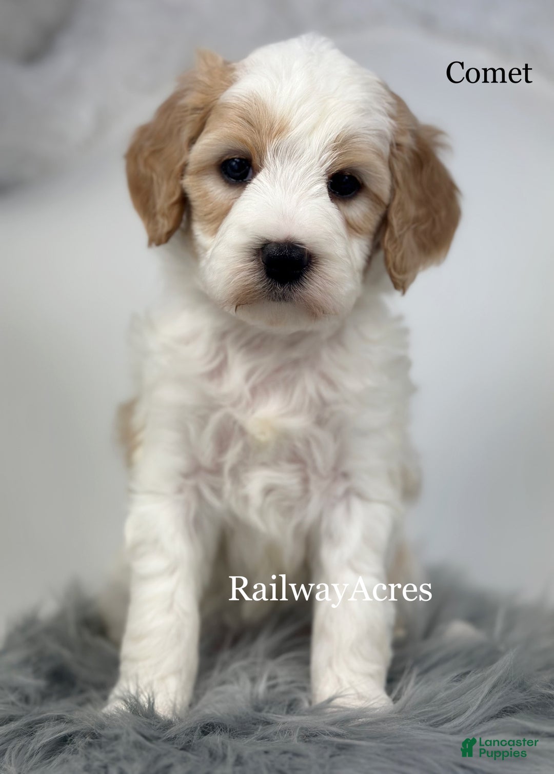 Mixed Breed dogs for sale: Comet - Ad 2