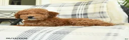 Miniature Poodle dogs for sale: Jack  - Ad 4