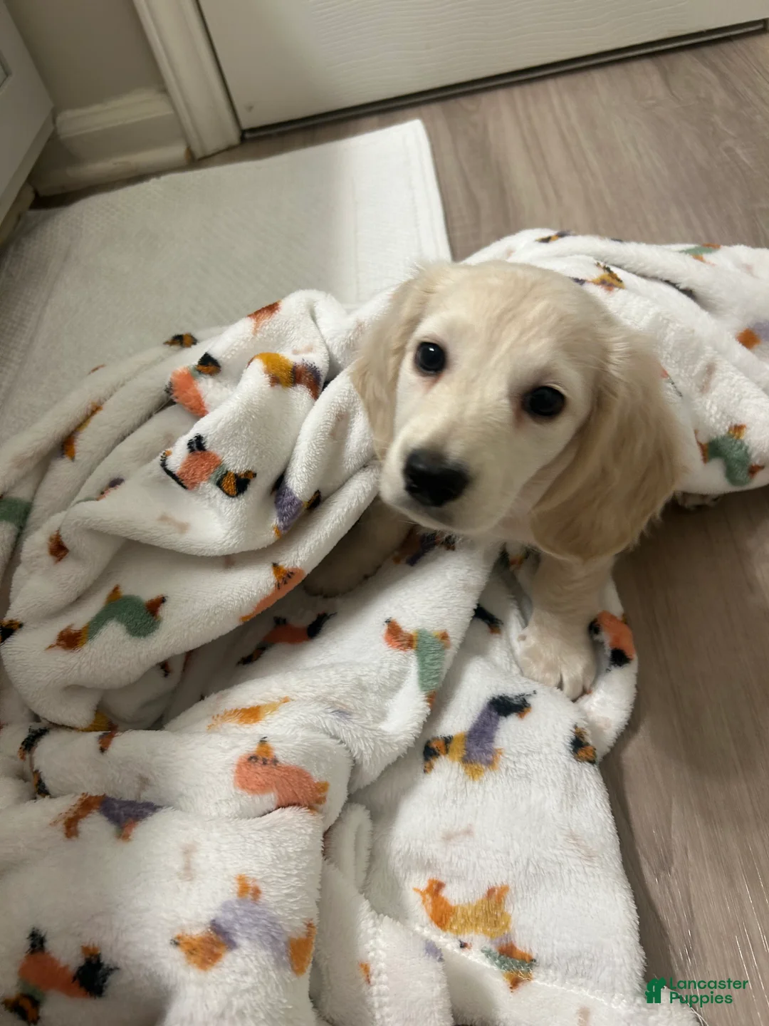 Miniature Dachshund dogs for sale: Miniature Dachshund Puppy 1 - Ad 6