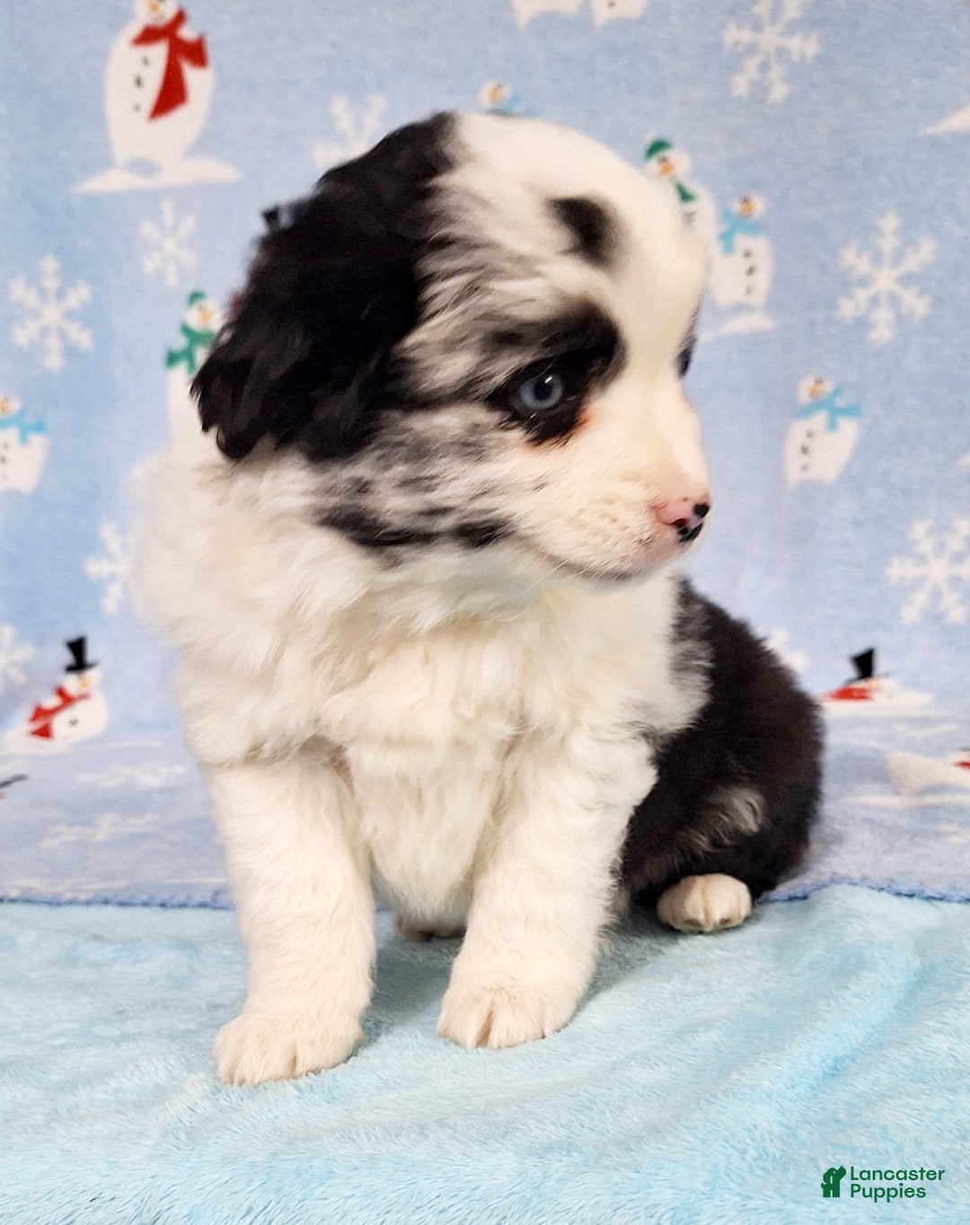 Miniature Australian Shepherd dogs for sale: Pearl - Ad 1