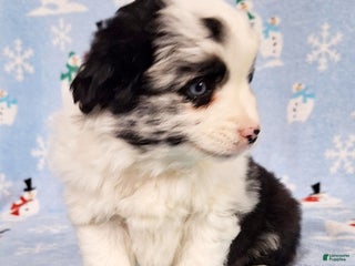 Miniature Australian Shepherd dogs Pearl - Ad 14
