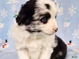 Miniature Australian Shepherd dogs Pearl - Ad 5