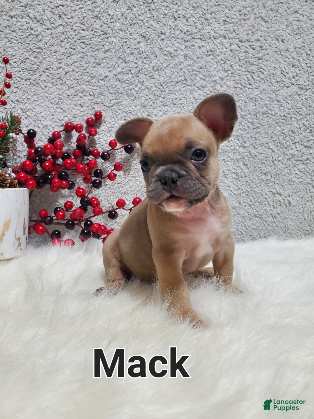 French Bulldog dogs for sale: Mack - Ad 4