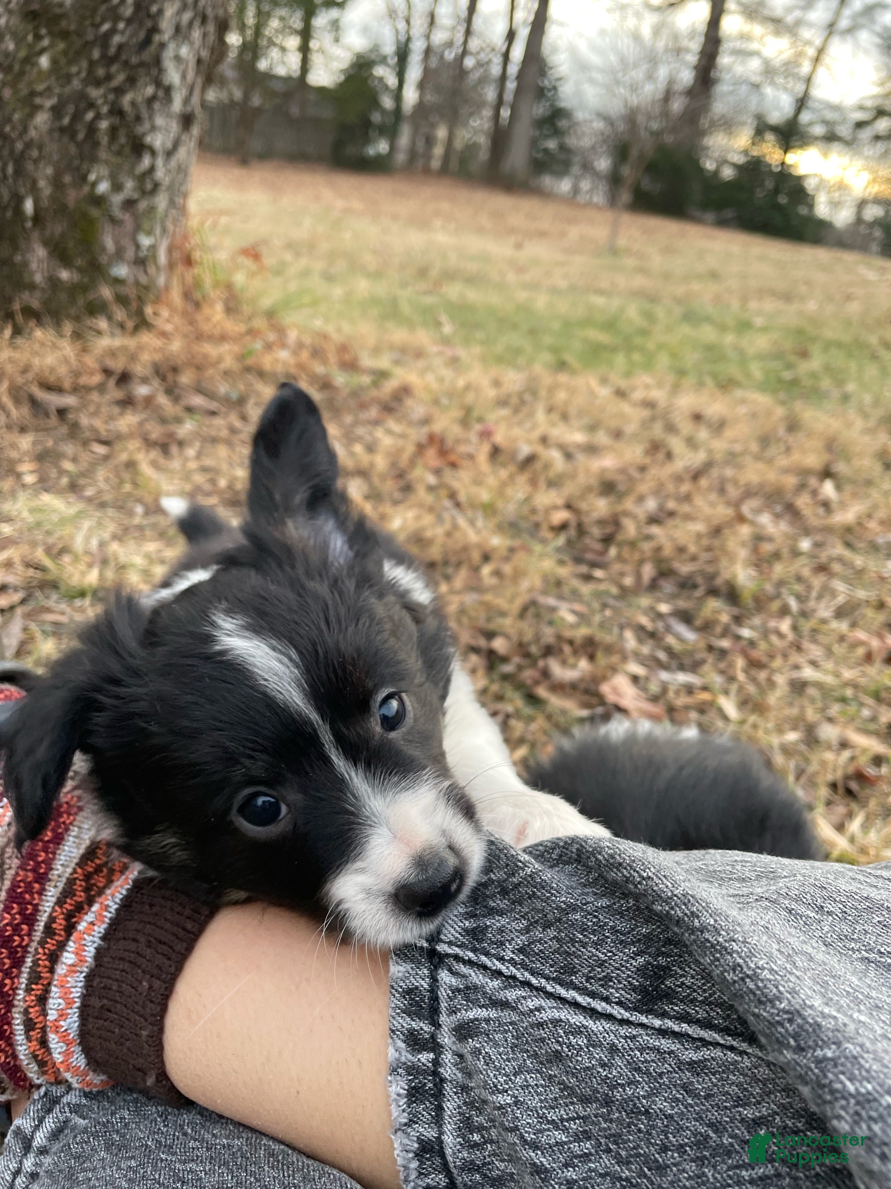 Mixed Breed dogs Zig Zig - Ad 8