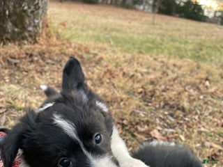 Mixed Breed dogs Zig Zig - Ad 8