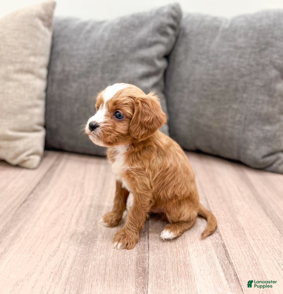 Cavapoo dogs for sale: Dasher - Ad 5