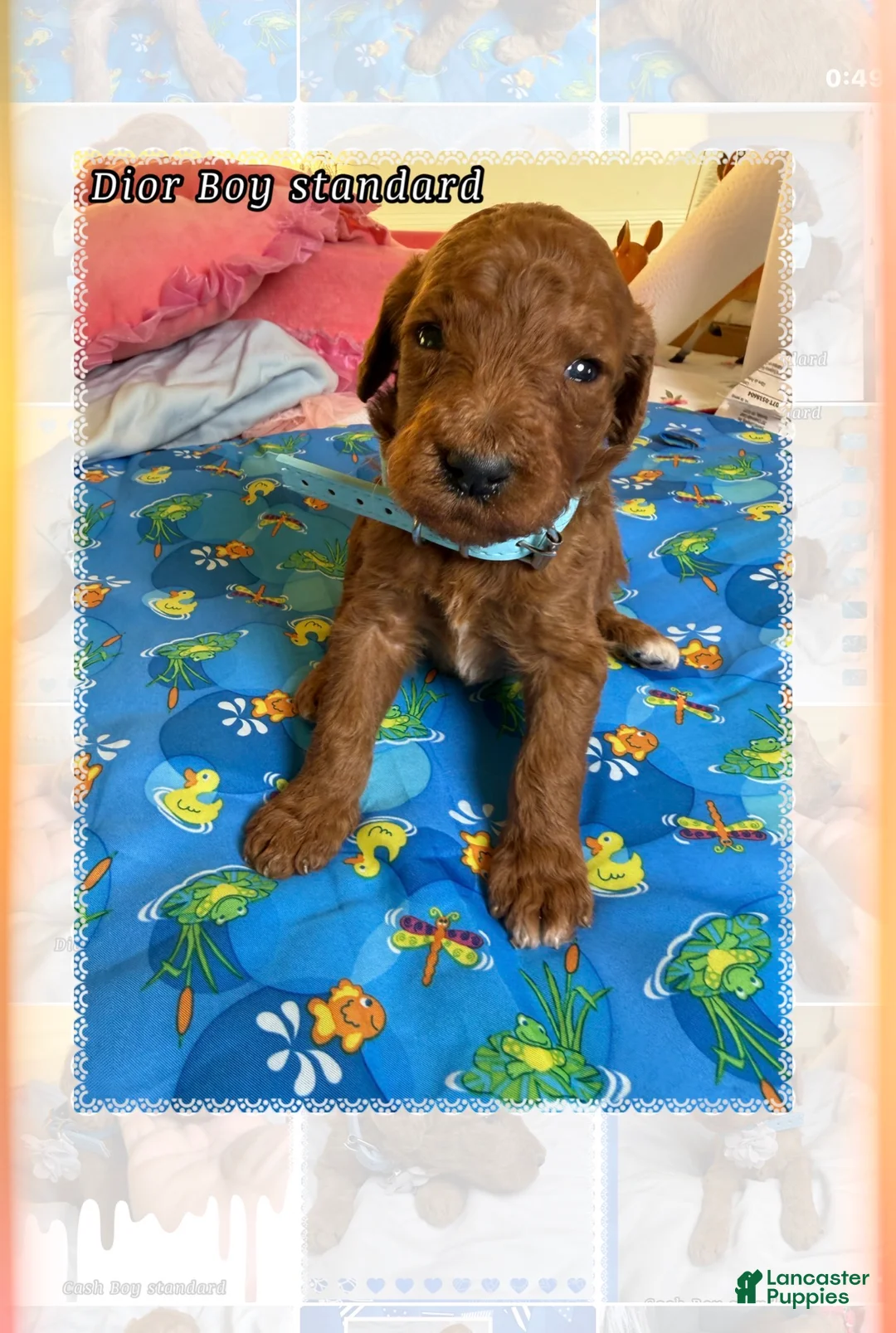 Standard Poodle dogs for sale: Dior - Ad 3