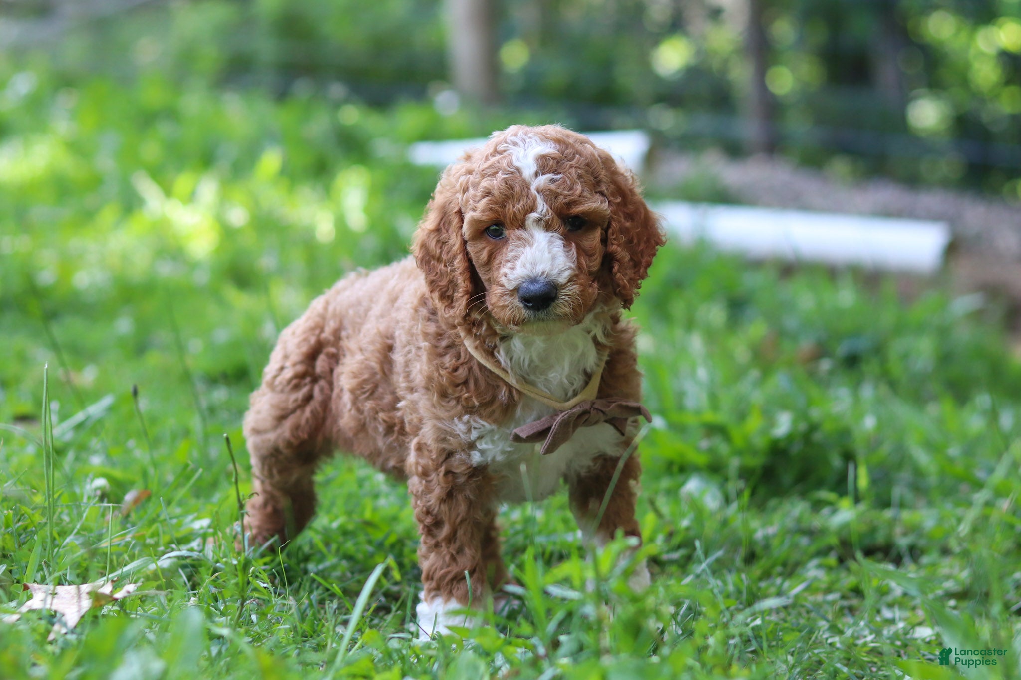 Standard Poodle dogs Wyatt AKC - Ad 2