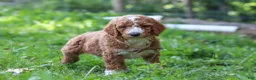 Standard Poodle dogs for sale: Wyatt AKC - Ad 2