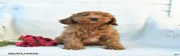 Cockapoo dogs for sale: Jason - Ad 3