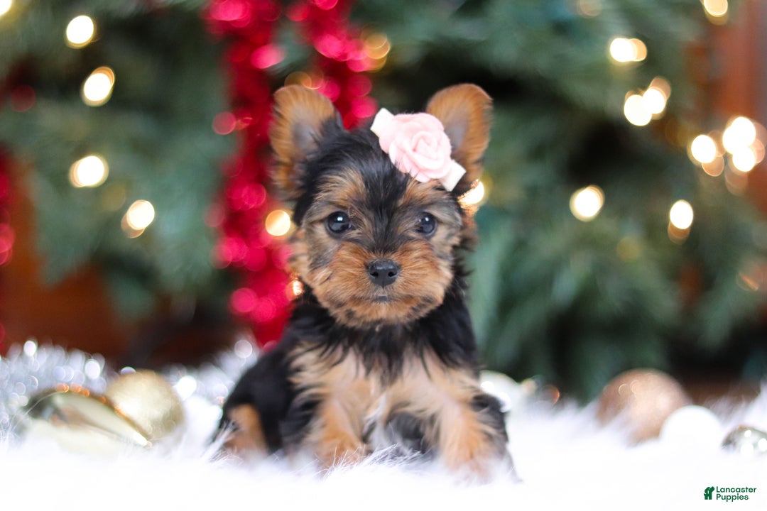 Yorkshire Terrier dogs for sale: Quinn - Ad 5