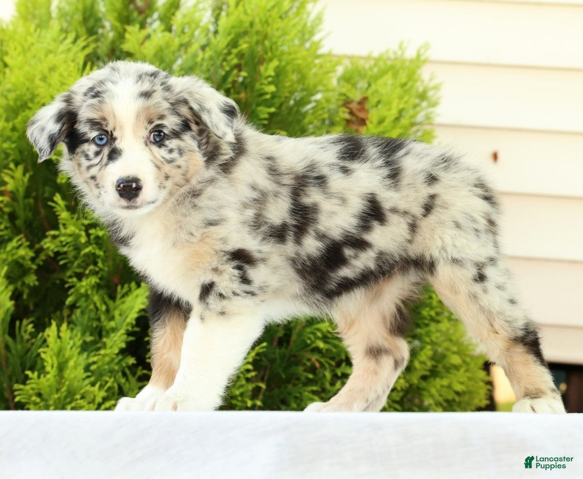 Australian Shepherd dogs for sale: Flower - Ad 1