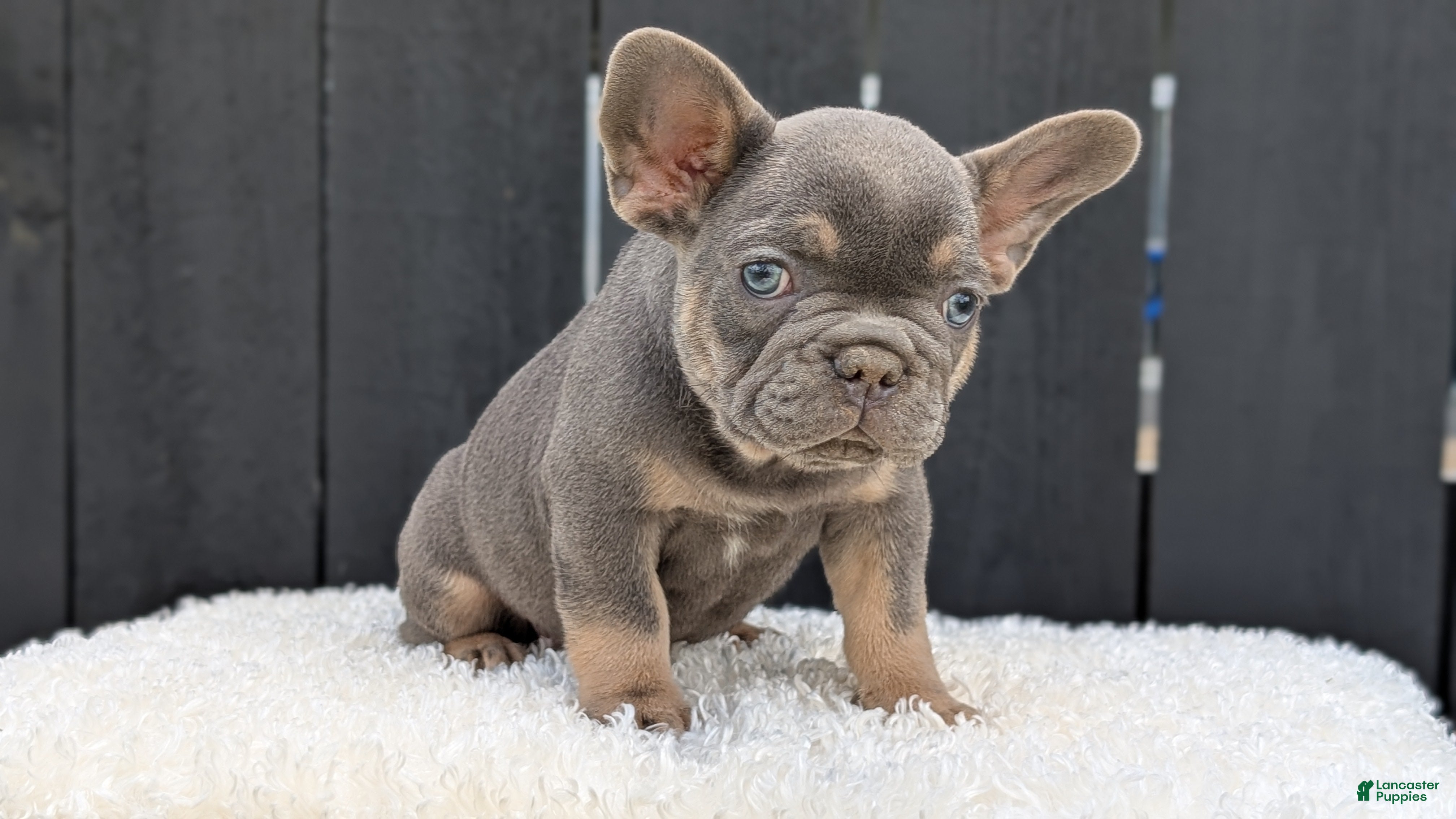 French Bulldog dogs Yogi - Ad 2