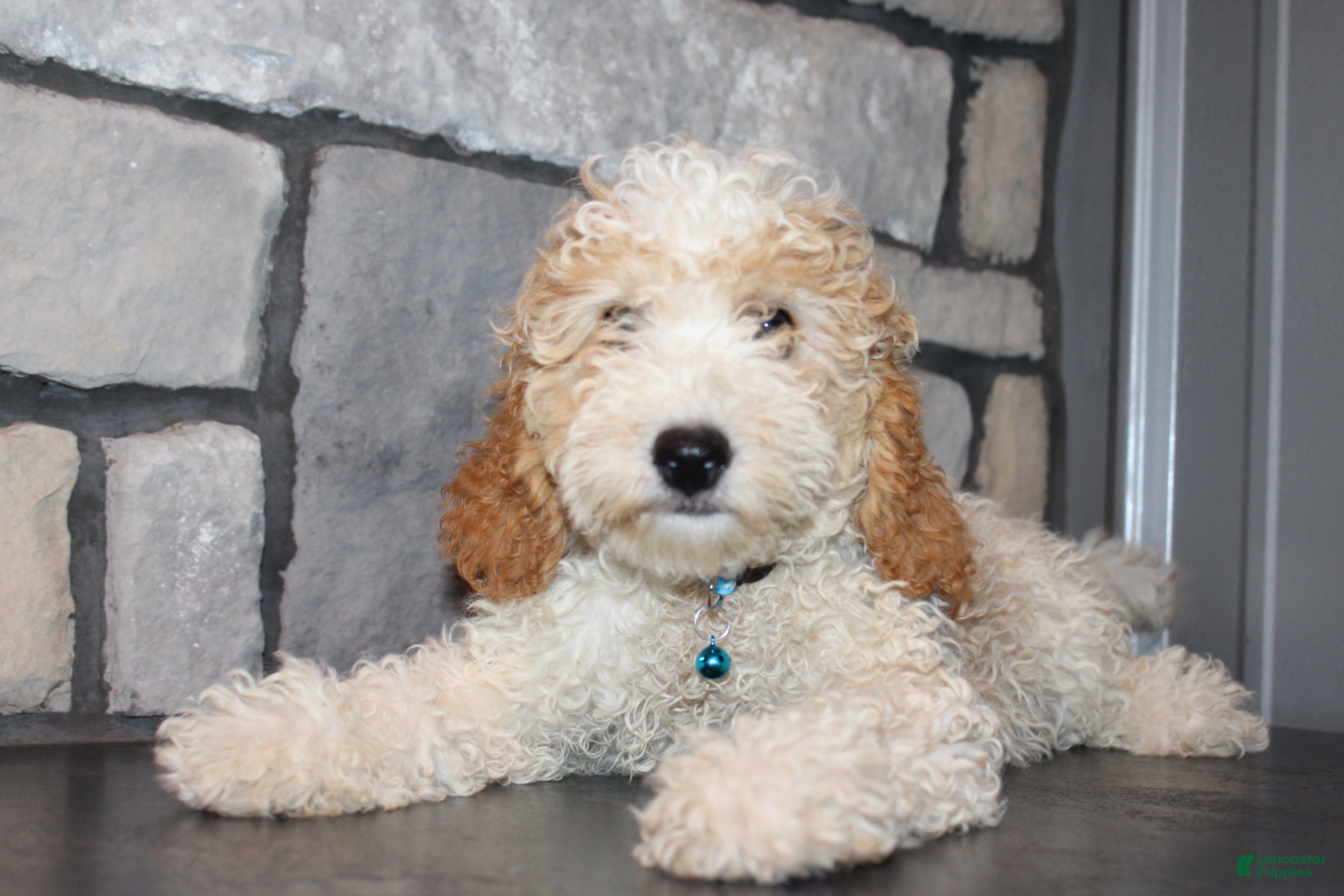 Mini Goldendoodle dogs Mini Ziggy - Ad 1