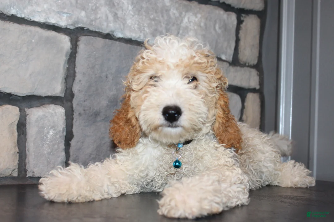 Mini Goldendoodle dogs for sale: Mini Ziggy - Ad 1