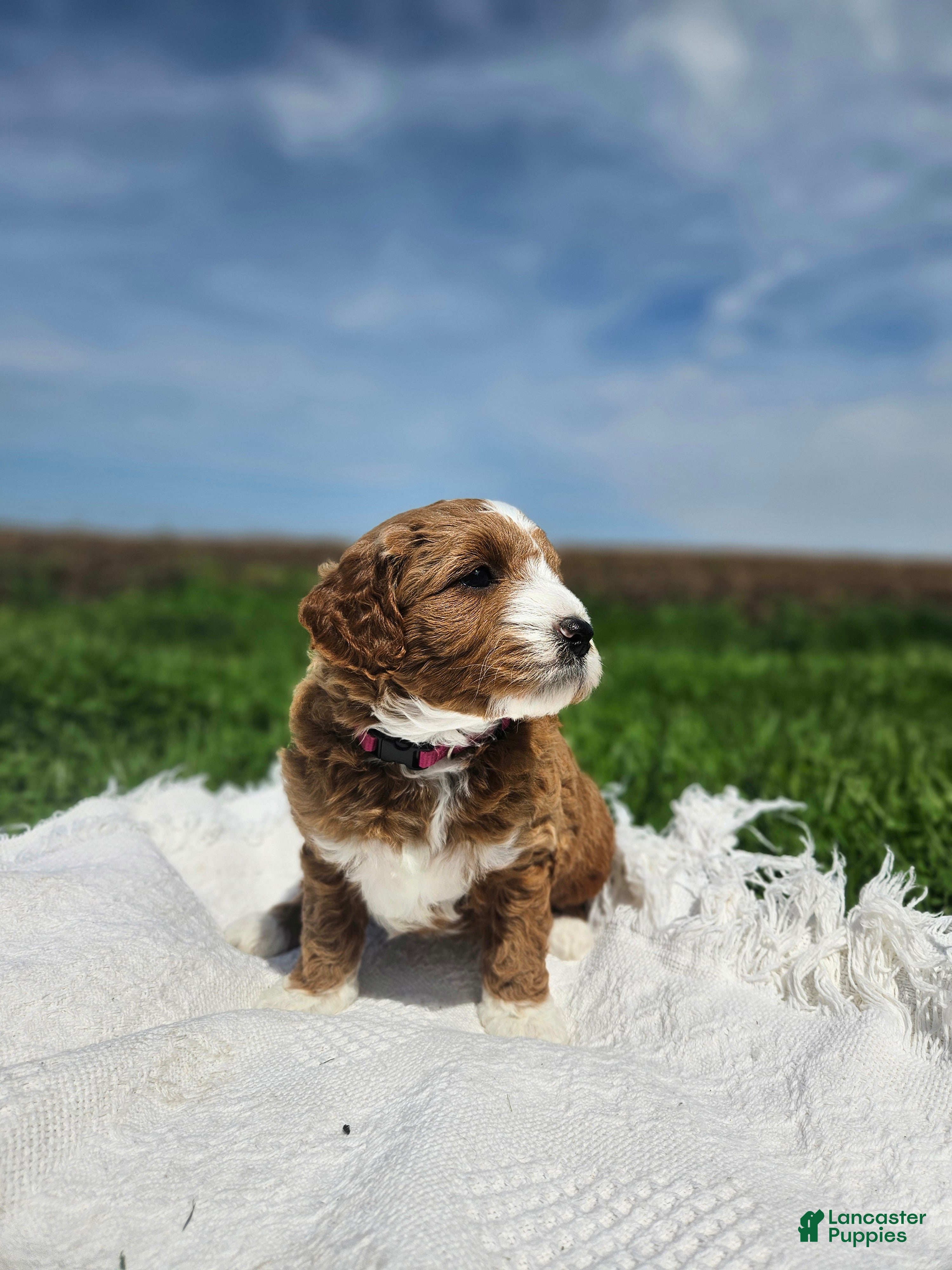 Mini Goldendoodle dogs Emma - Ad 2