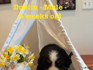 Bernese Mountain Dog dogs Dublin - Ad 11