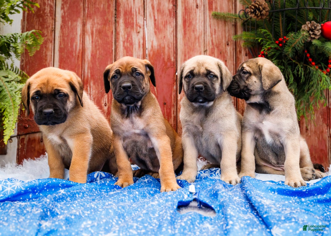 English Mastiff dogs for sale: Chloe - Ad 16