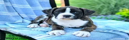 Boxer dogs for sale: Orion - Ad 3
