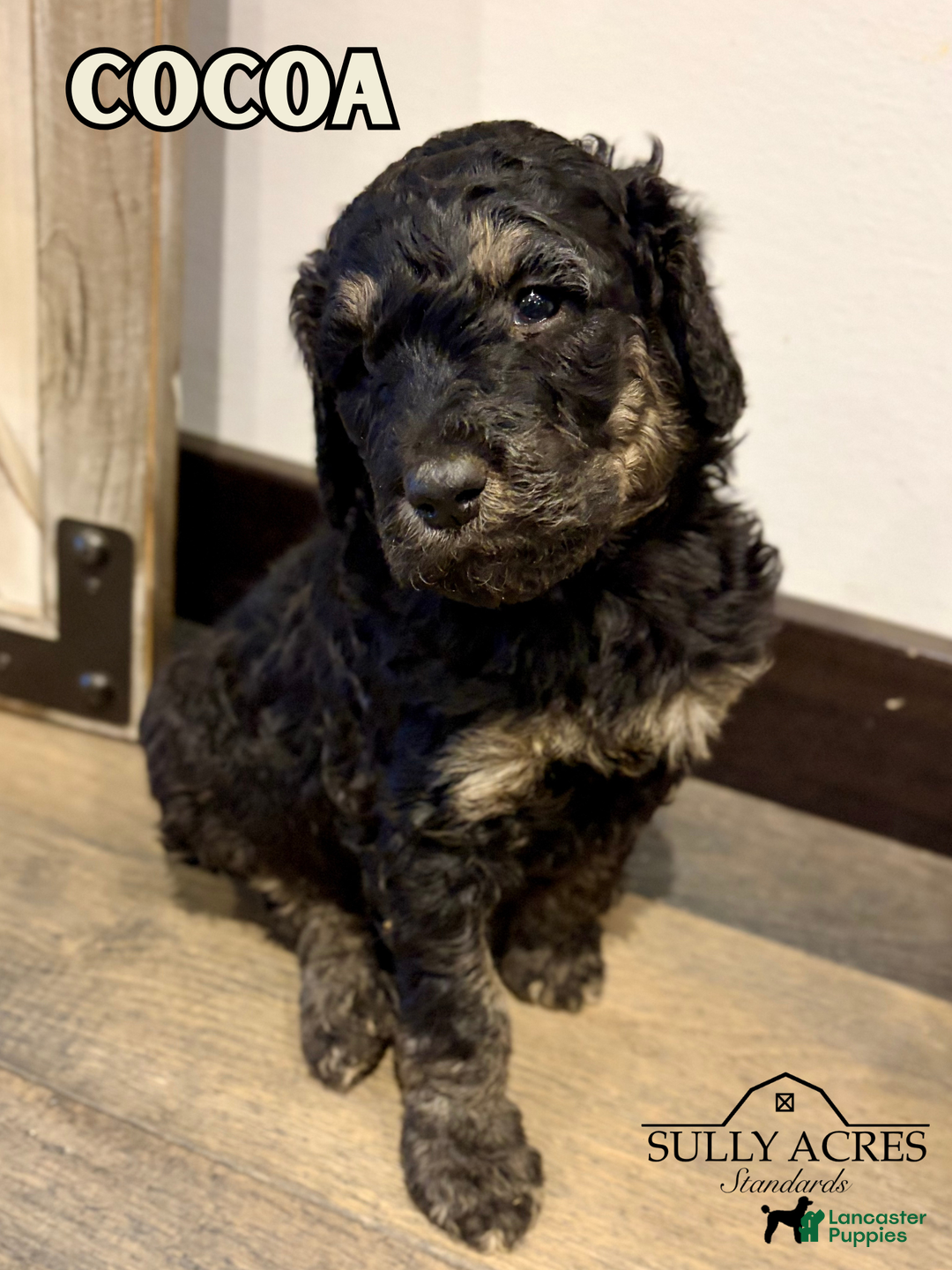 Standard Poodle dogs for sale: Cocoa - Ad 2