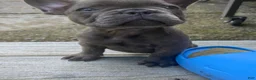 French Bulldog dogs for stud: Frenchie Dogs - Ad 2