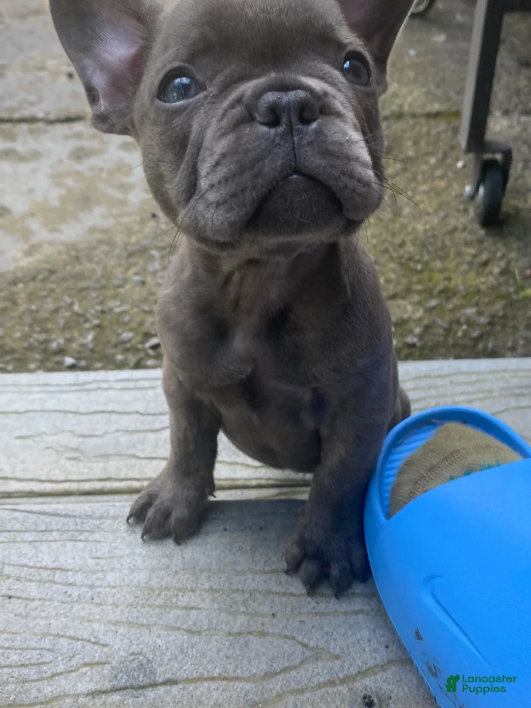 French Bulldog dogs for stud: Frenchie Dogs - Ad 2