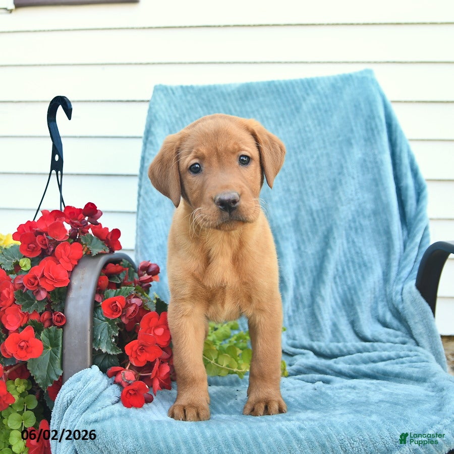 Labrador Retriever dogs for sale: Meadow  - Ad 1