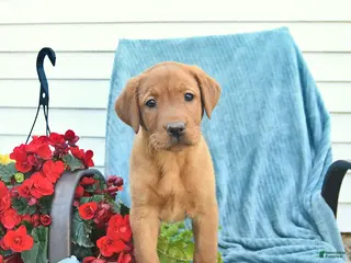 Labrador Retriever dogs for sale: Meadow - Ad 1