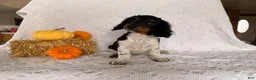 Miniature Dachshund dogs for sale: Texan  - Ad 3