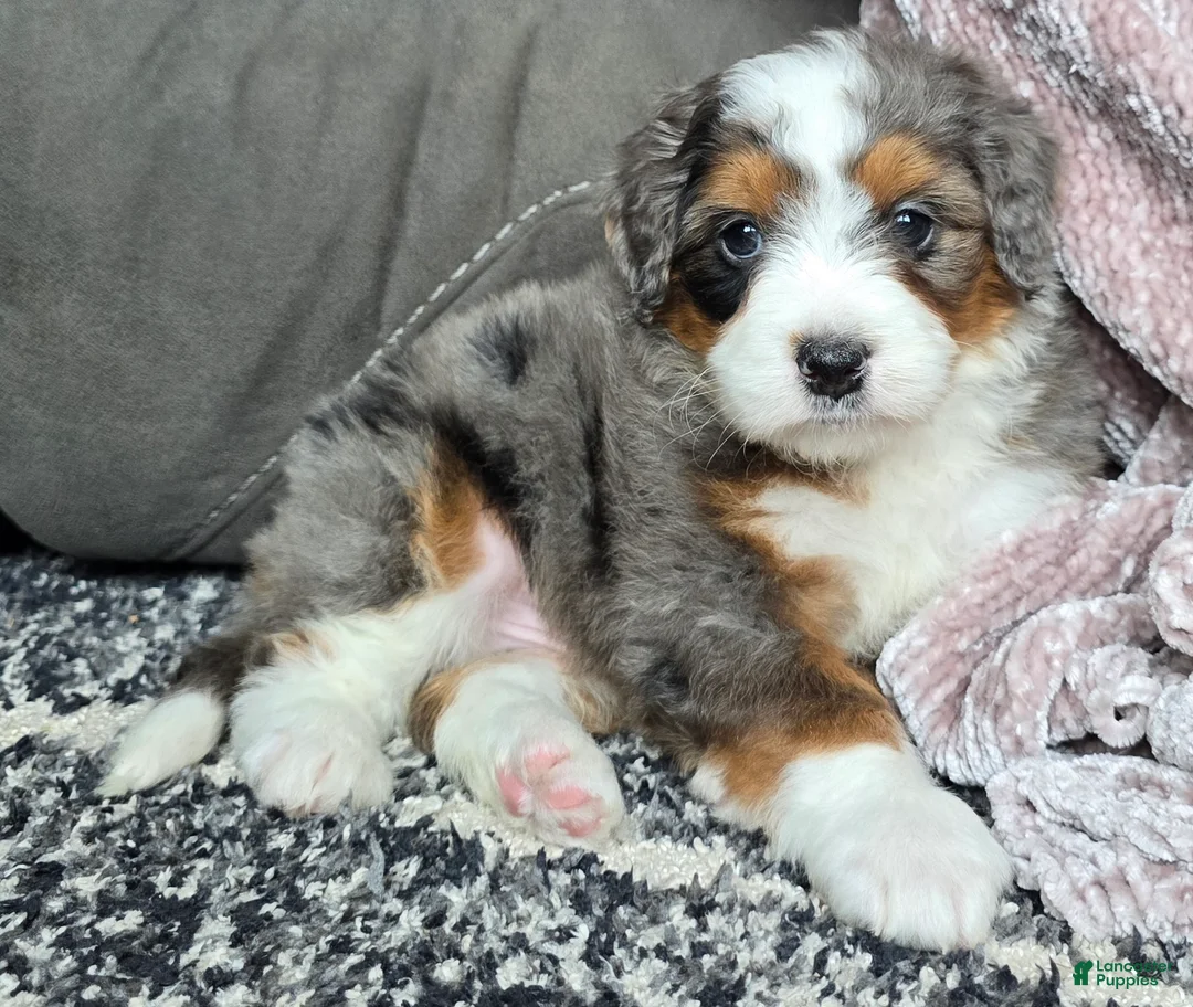 Mini Bernedoodle dogs for sale: Mini Alfie - Ad 7