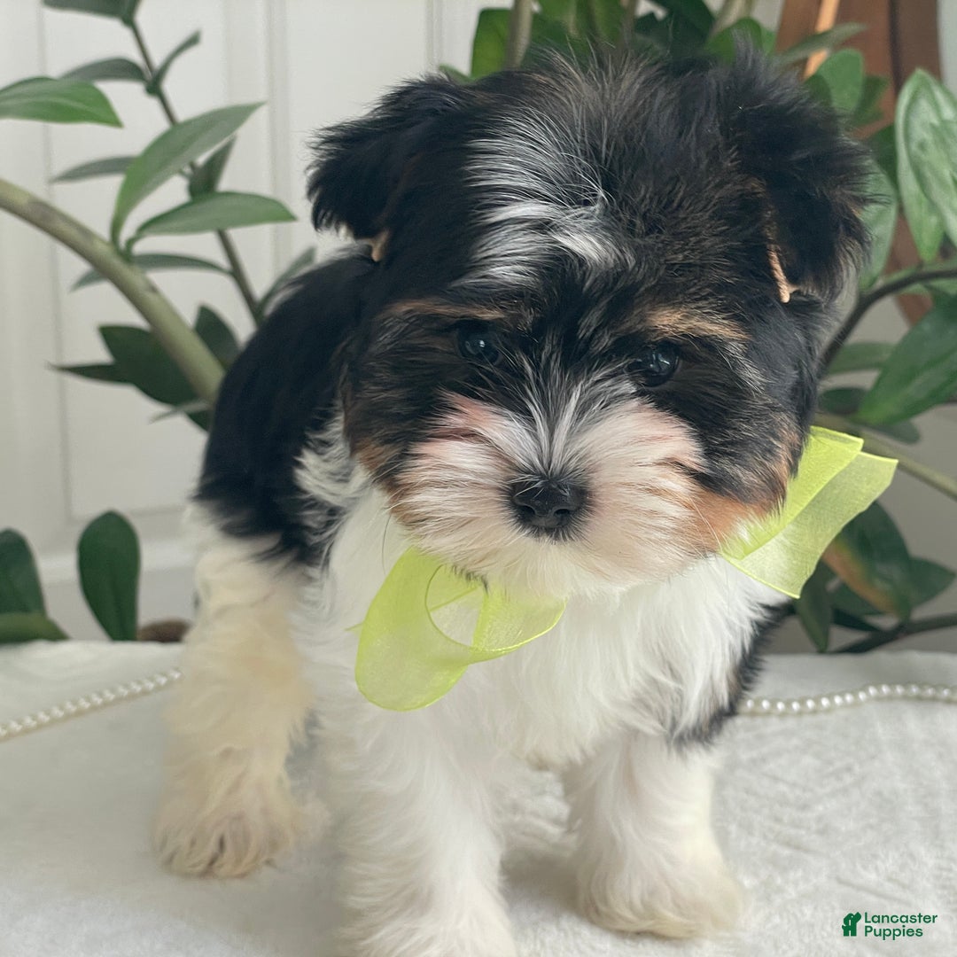 Biewer Terrier dogs for sale: Kodiak - Ad 3