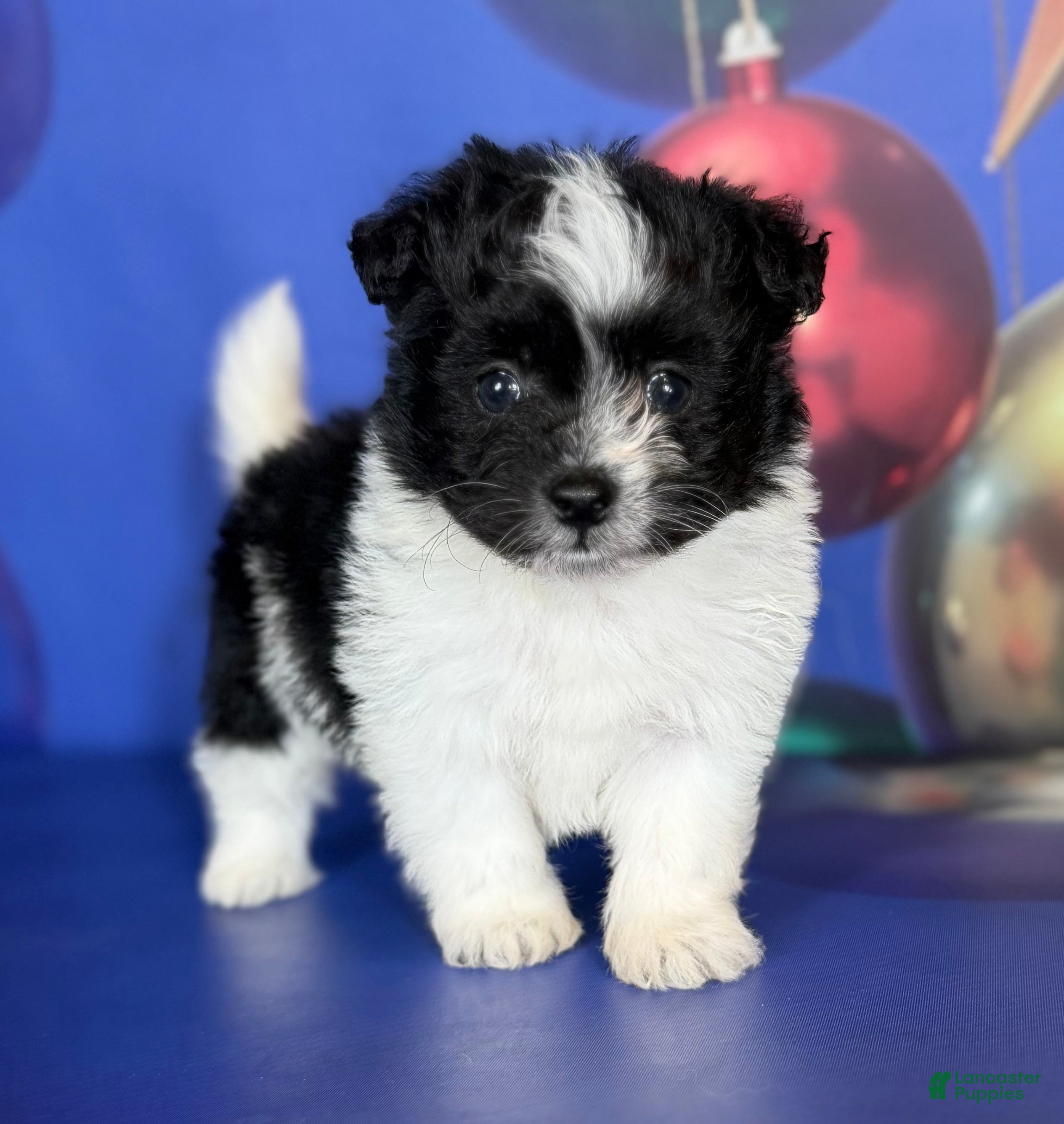 Pomapoo dogs Cooper - Ad 27