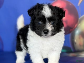 Pomapoo dogs Cooper - Ad 27