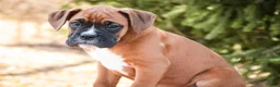 Boxer dogs for sale: Espresso - Ad 5