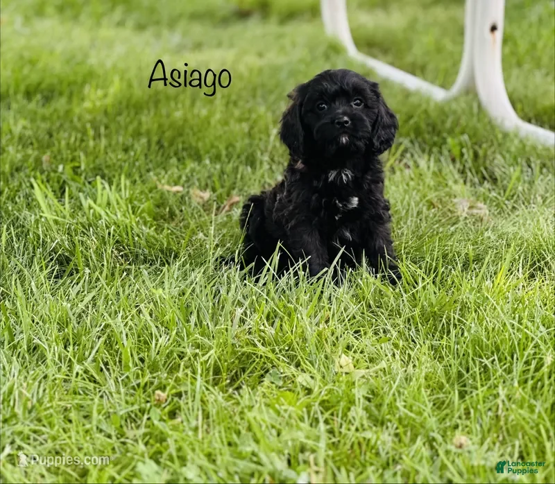 Cavapoo dogs for sale: Asiago  - Ad 1