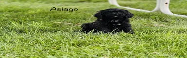 Asiago 