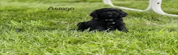 Cavapoo dogs for sale: Asiago  - Ad 1