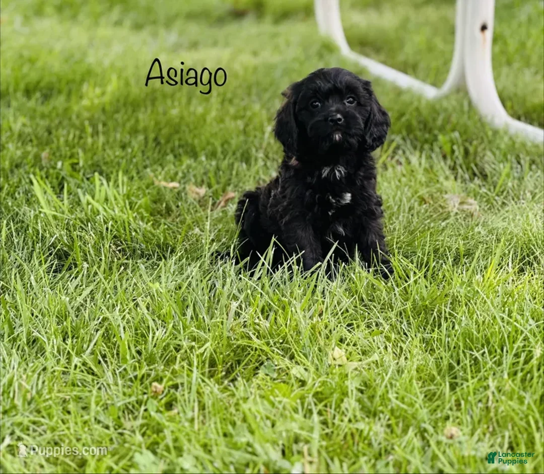 Cavapoo dogs for sale: Asiago  - Ad 1