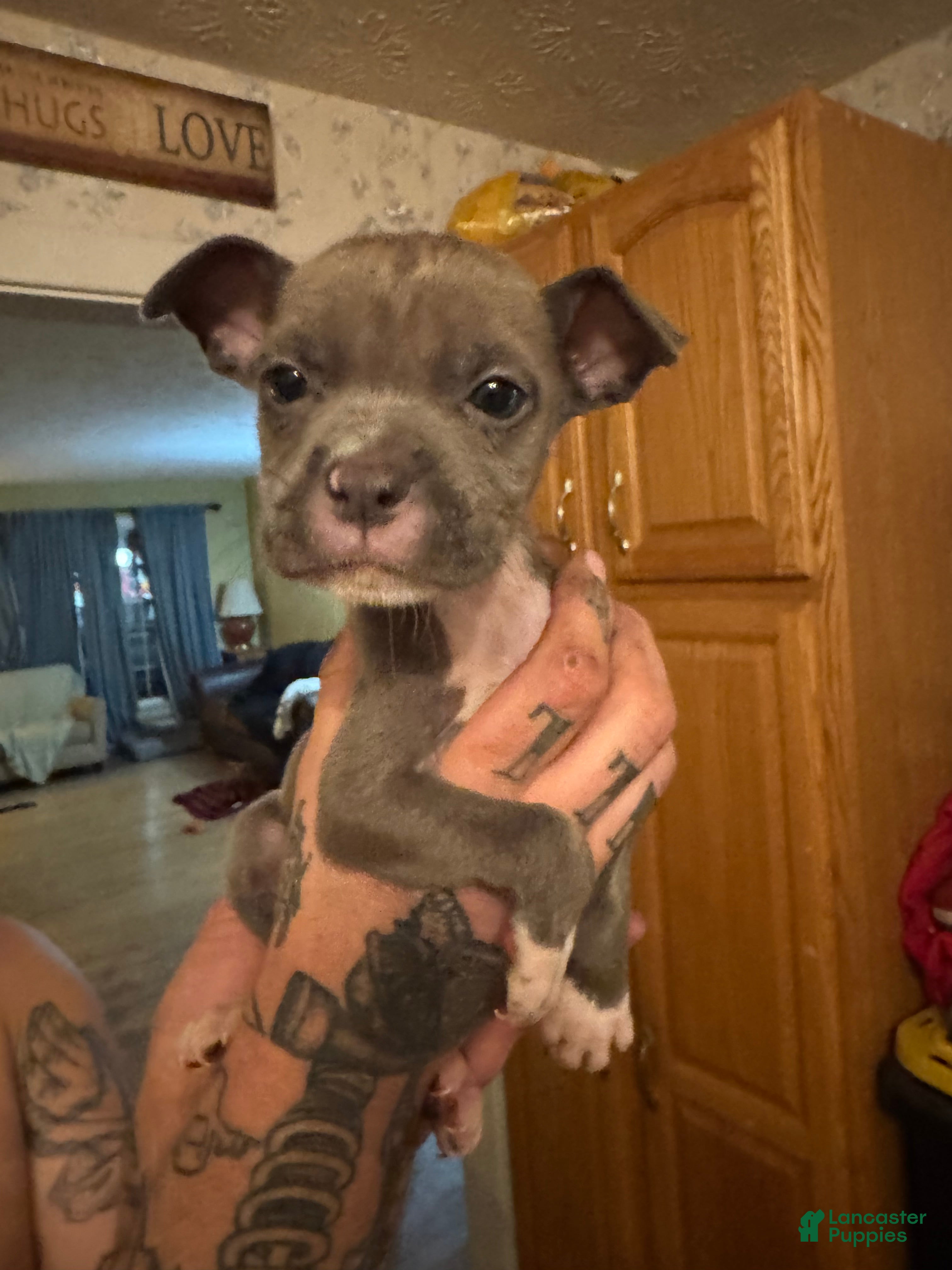 American Pit Bull Terrier dogs for sale: Phantom - Ad 2