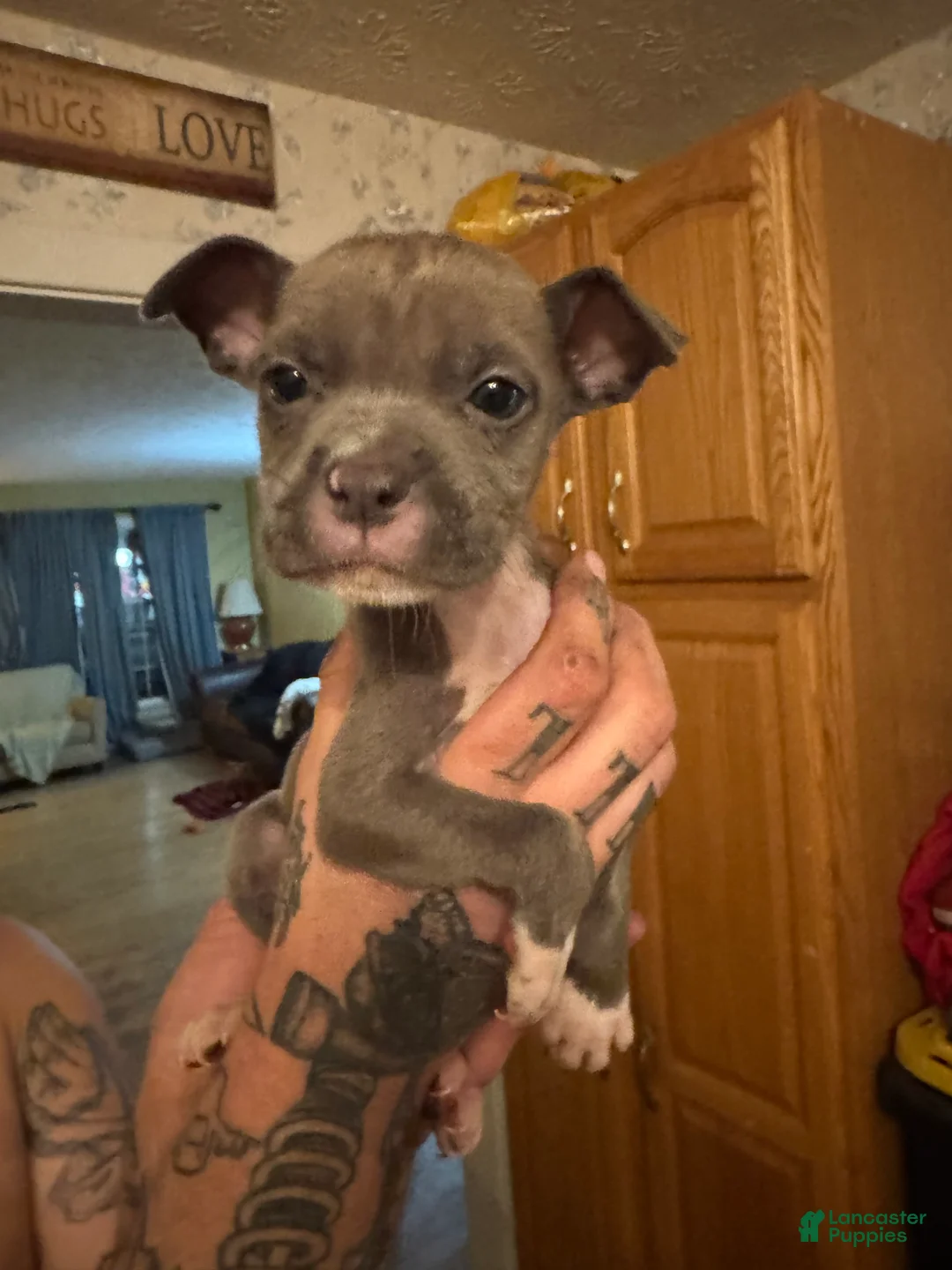 American Pit Bull Terrier dogs for sale: Phantom - Ad 2
