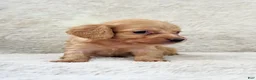 Miniature Dachshund dogs for sale: AKC Longhair Red Girl Mini Dachshund - Ad 3