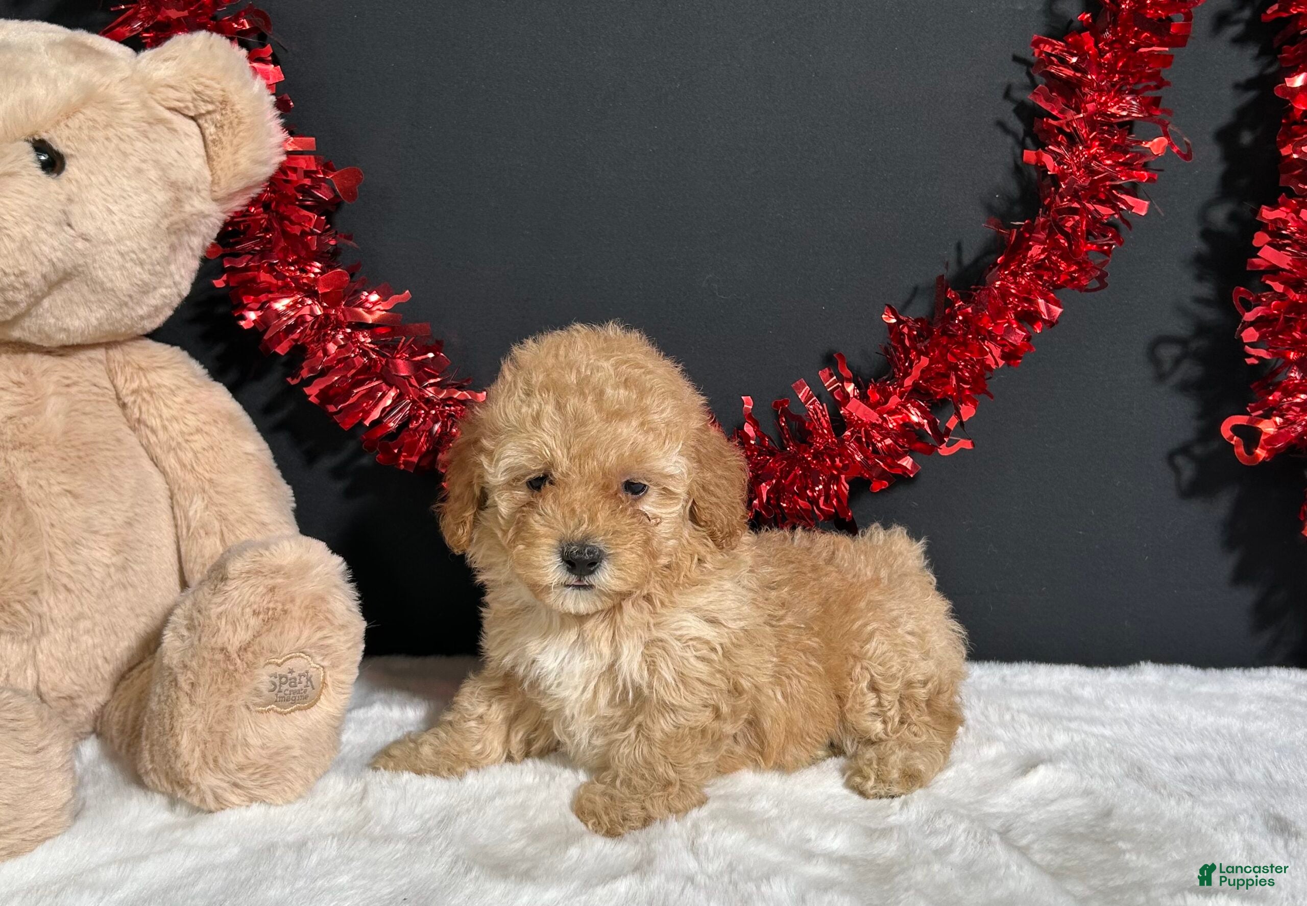 Miniature Poodle dogs Samantha - Ad 30