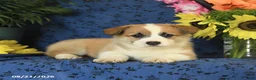 Welsh Corgi Pembroke dogs for sale: Ginger - Ad 8