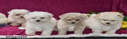 Maltipoo dogs for sale: Amber - Ad 5