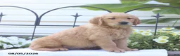 Golden Retriever dogs for sale: Carter - Ad 3