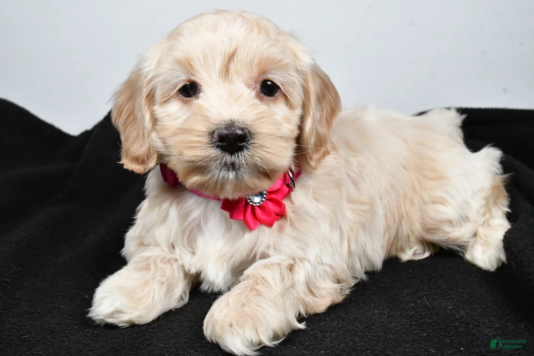 Cockapoo dogs for sale: Pearl - Ad 2