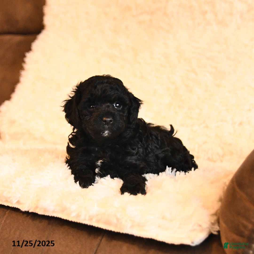 Toy Poodle dogs for sale: Bella   - Ad 4